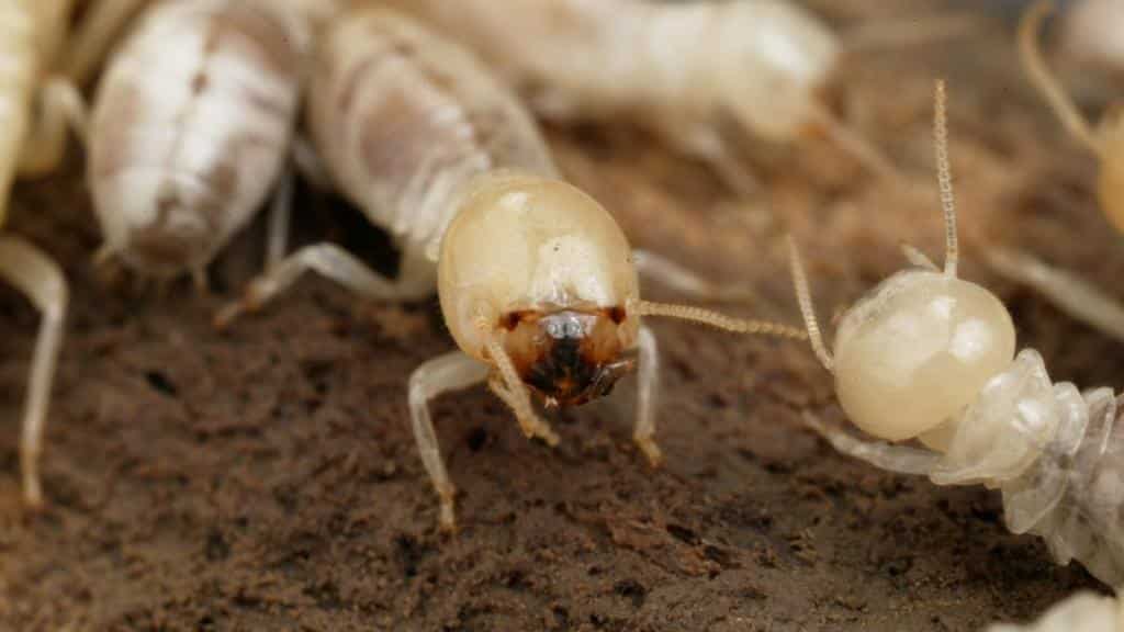 مكافحة النمل الأبيض بالمدينة المنورة